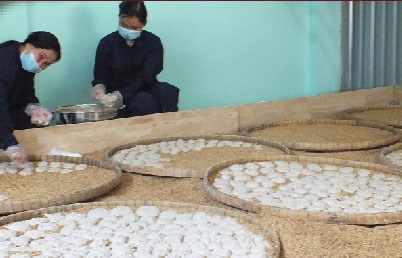 Giai đoạn làm men rượu 2 